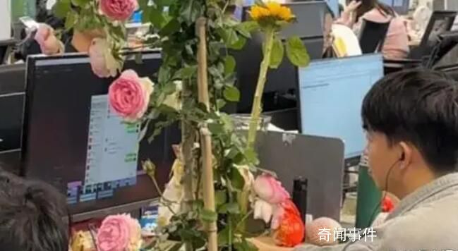 男生在工位上養了一整株月季