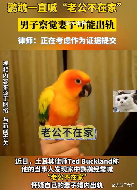 鸚鵡喊老公不在家 男子察覺妻子出軌