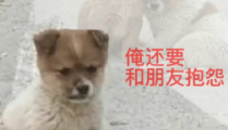 胡說八道文學是什么梗 胡說八道文學是什么意思
