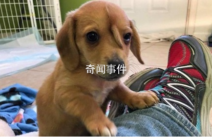 動物取名大賽是什么梗 動物取名大賽是什么意思